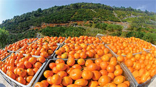 柑橘种植产业