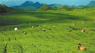 茶叶种植产业